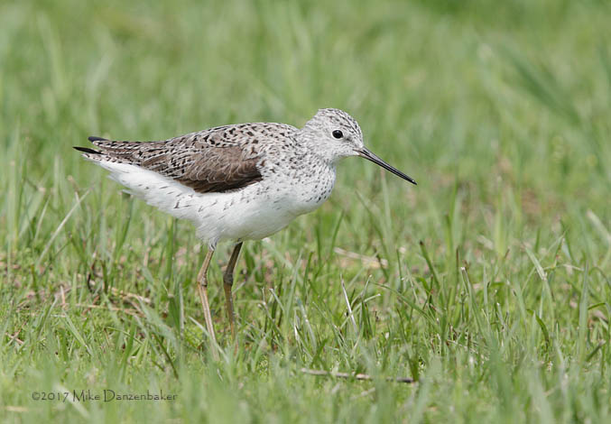 Marsh Sandpiper (Tringa stagnatilis) photo