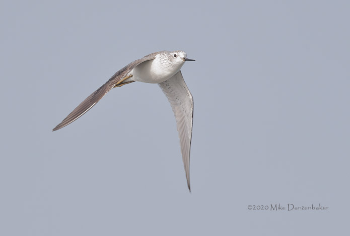 Marsh Sandpiper (Tringa stagnatilis) photo