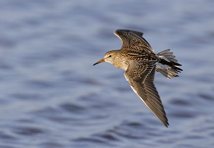 Pectoral Sandpiper (Calidris melanotos) photo