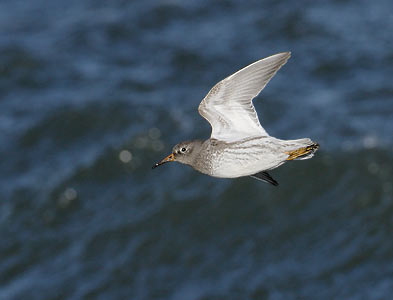 Purple Sandpiper (Calidris maritima) photo