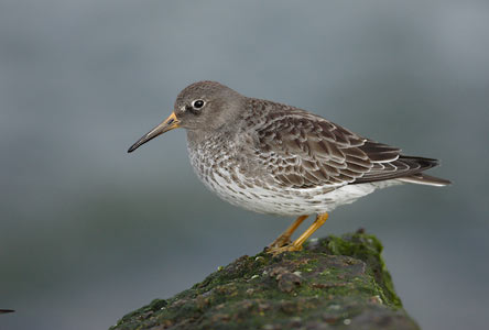 Purple Sandpiper (Calidris maritima) photo
