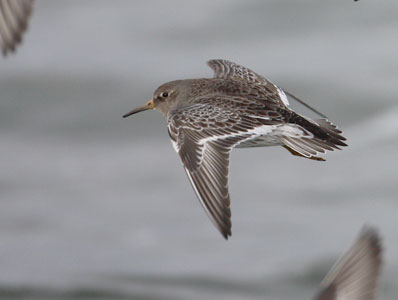 Purple Sandpiper (Calidris maritima) photo