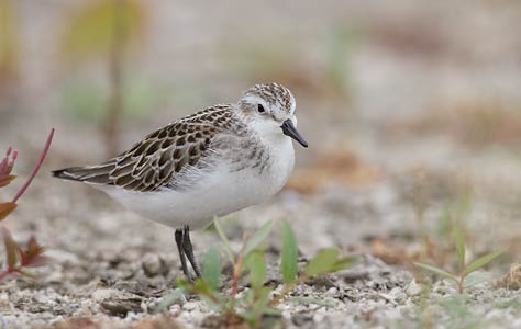 Semipalmated Sandpiper (Calidris pusilla) photo