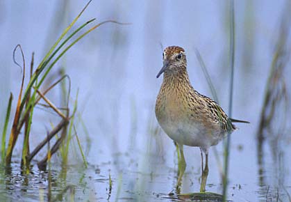 Sharp-tailed Sandpiper (Calidris acuminata) photo image