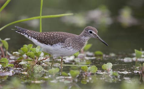Solitary Sandpiper (Tringa solitaria) photo