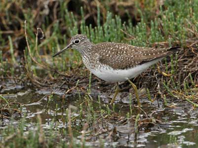 Solitary Sandpiper (Tringa solitaria) photo