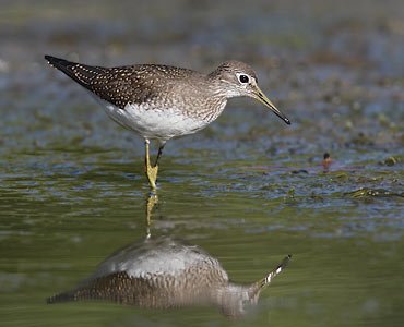 Solitary Sandpiper (Tringa solitaria) photo
