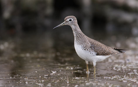 Solitary Sandpiper (Tringa solitaria) photo