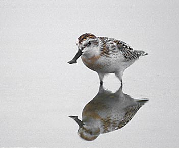 Spoon-billed Sandpiper (Eurynorhynchus pygmeus) photo image