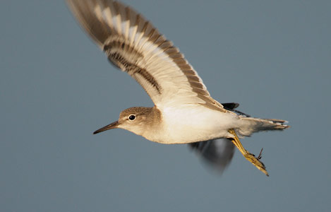 Spotted Sandpiper (Actitis macularia) photo