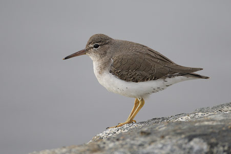 Spotted Sandpiper (Actitis macularia) photo