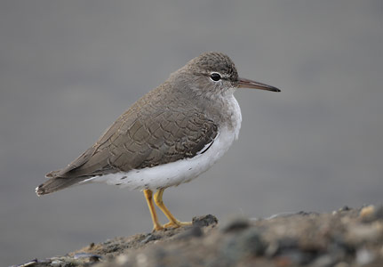 Spotted Sandpiper (Actitis macularia) photo