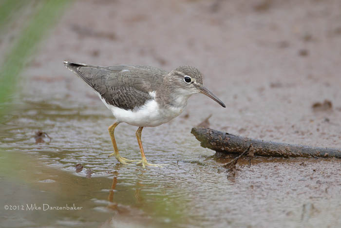 Spotted Sandpiper (Actitis macularius) photo