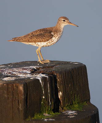 Spotted Sandpiper (Actitis macularia) photo