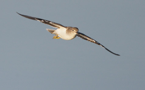 Spotted Sandpiper (Actitis macularia) photo