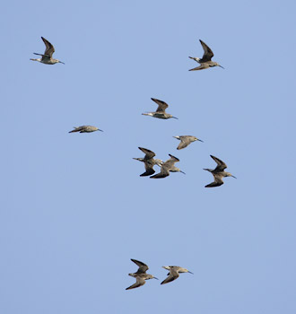 Stilt Sandpiper (Calidris himantopus) photo