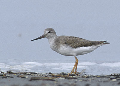 Terek Sandpiper (Xenus cinereus) photo image