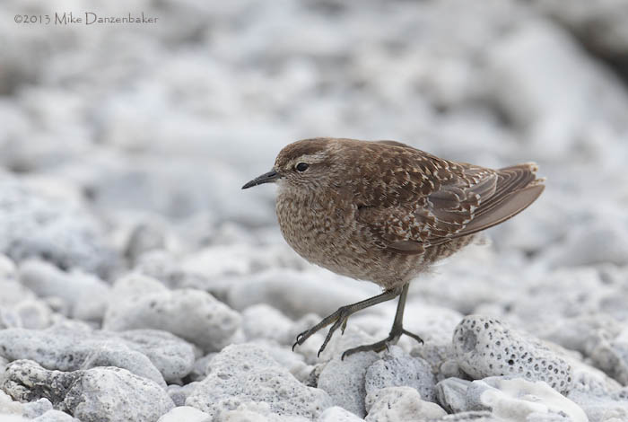 Tuamotu Sandpiper (Aechmorhynchus parvirostris) photo