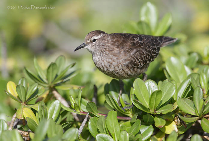 Tuamotu Sandpiper (Aechmorhynchus parvirostris) photo