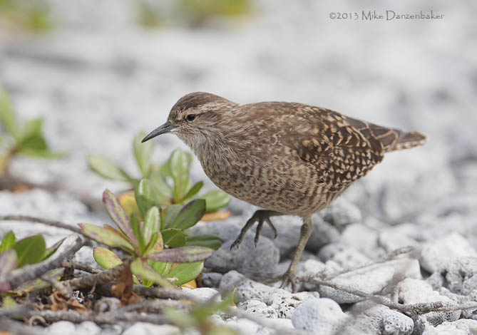 Tuamotu Sandpiper (Aechmorhynchus parvirostris) photo