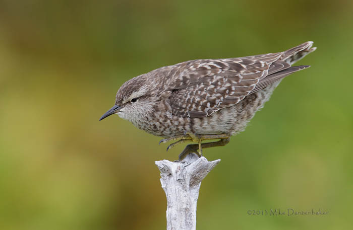 Tuamotu Sandpiper (Aechmorhynchus parvirostris) photo