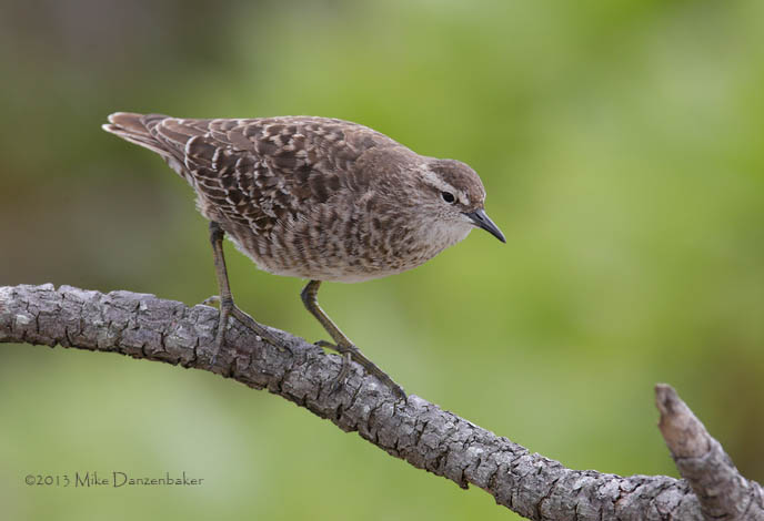 Tuamotu Sandpiper (Aechmorhynchus parvirostris) photo