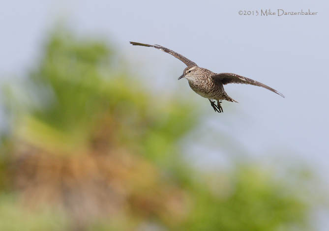 Tuamotu Sandpiper (Aechmorhynchus parvirostris) photo