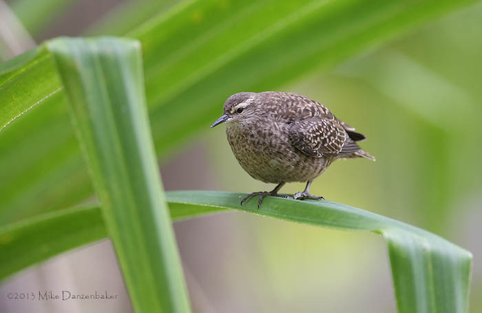Tuamotu Sandpiper (Aechmorhynchus parvirostris) photo