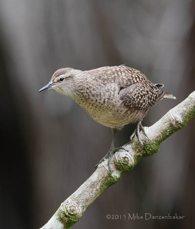 Tuamotu Sandpiper (Aechmorhynchus parvirostris) photo