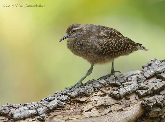 Tuamotu Sandpiper (Aechmorhynchus parvirostris) photo