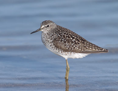 Wood Sandpiper (Tringa glareola) photo image