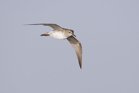 Wood Sandpiper (Tringa glareola) photo