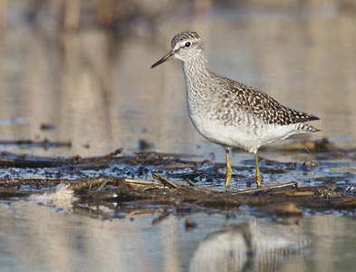 Wood Sandpiper (Tringa glareola) photo