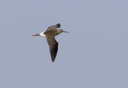 Wood Sandpiper (Tringa glareola) photo