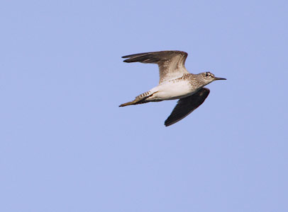 Wood Sandpiper (Tringa glareola) photo