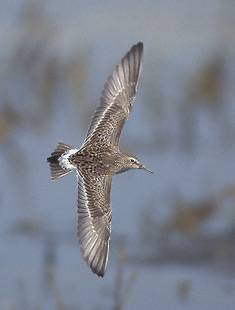 White-rumped Sandpiper (Calidris fuscicollis) photo image