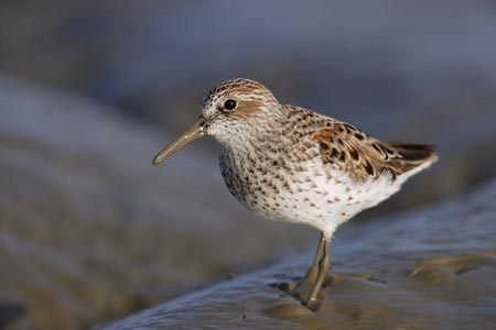 Western Sandpiper (Calidris mauri) photo