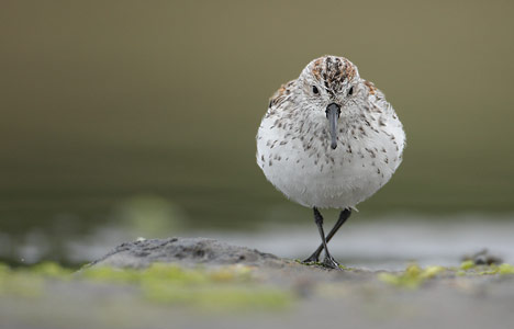 Western Sandpiper (Calidris mauri) photo