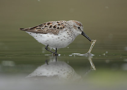 Western Sandpiper (Calidris mauri) photo