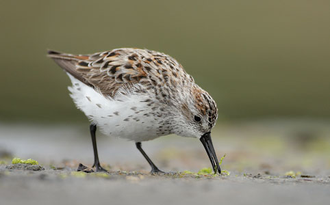Western Sandpiper (Calidris mauri) photo
