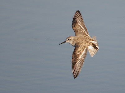 Western Sandpiper (Calidris mauri) photo