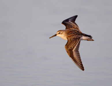 Western Sandpiper (Calidris mauri) photo image