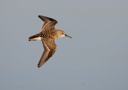 Western Sandpiper (Calidris mauri) photo
