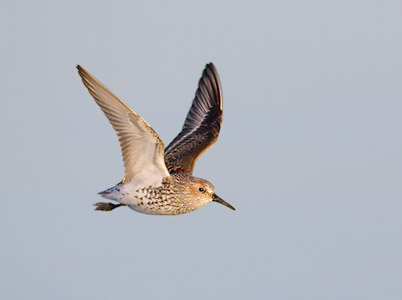 Western Sandpiper (Calidris mauri) photo