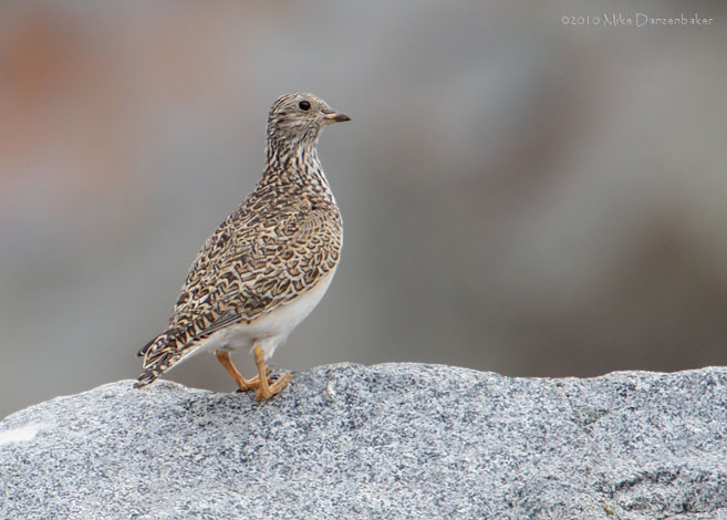 Grey-breasted Seedsnipe (Thinocorus orbignyianus) photo