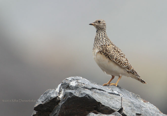 Grey-breasted Seedsnipe (Thinocorus orbignyianus) photo