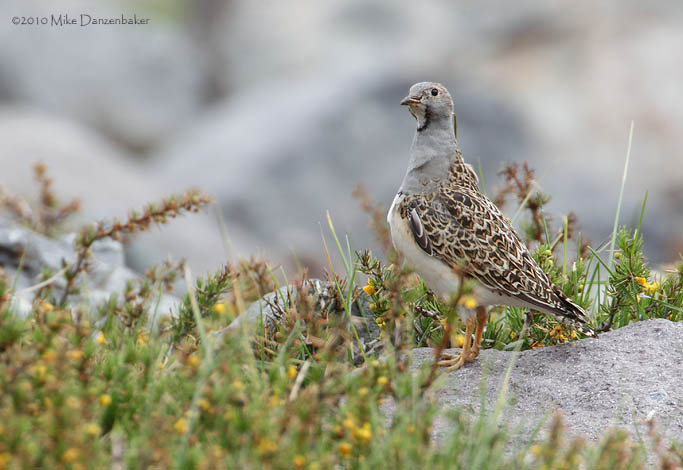 Grey-breasted Seedsnipe (Thinocorus orbignyianus) photo