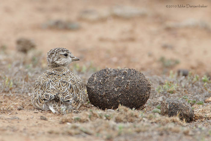 Least Seedsnipe (Thinocorus rumicivorus) photo
