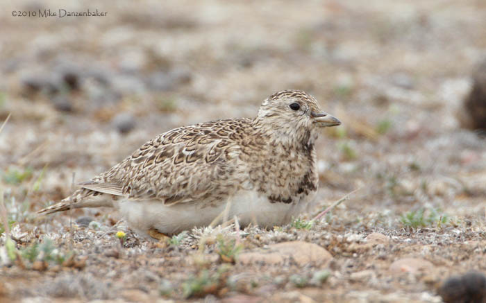 Least Seedsnipe (Thinocorus rumicivorus) photo