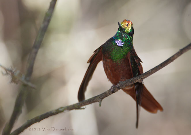 Rainbow Starfrontlet (Coeligena iris) photo